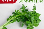 豆瓣菜有什么功效：豆瓣菜是什么样子它的功效怎么样