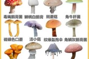 吃蘑菇有坏处吗：吃蘑菇有坏处吗图片