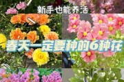 4种花最适合养家里：什么花适合养在家里吗