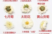 杭白菊和贡菊哪个明目效果好：杭白菊和贡菊的区别