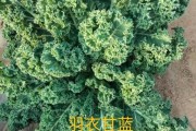 吃花的蔬菜有哪些名称：吃花的蔬菜有哪些名称和图片