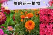 6月适合种什么花卉：6月适合栽种什么花