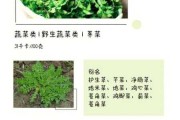 荠菜的功效与作用：大叶荠菜的功效与作用