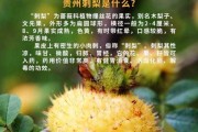 刺梨能吃吗?刺梨有哪些作用?：刺梨好吗