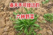 春天有几种野菜可以吃：春天哪几种野菜可以吃