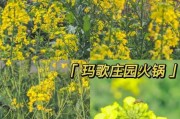 吃油菜有什么好处视频看看：吃油菜的好处和功效