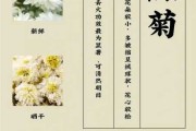 杭白菊和贡菊的区别在哪里：杭白菊与贡菊的功效区别