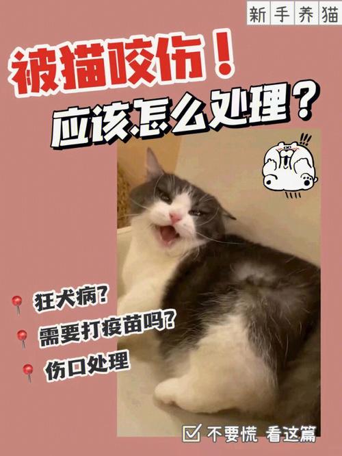 被猫咬了怎么办？应对猫咬伤的正确方法！