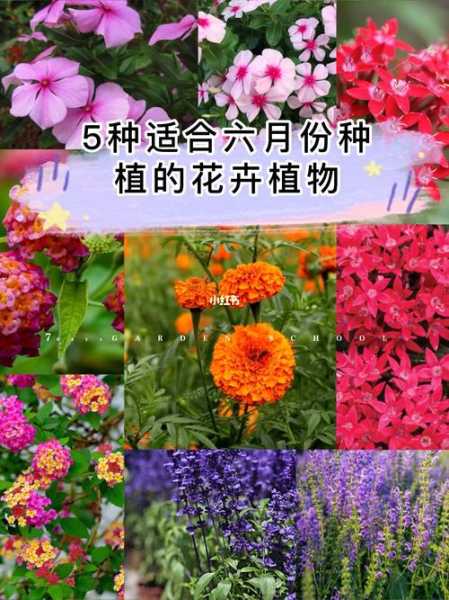 6月适合种植的花：6月适合种植的花卉有哪些