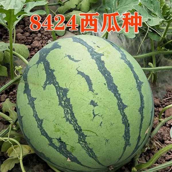 8424西瓜是什么：8424西瓜是什么颜色