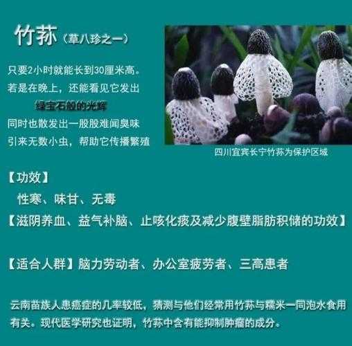 竹荪哪个部位营养价值高?：竹荪各部分名称