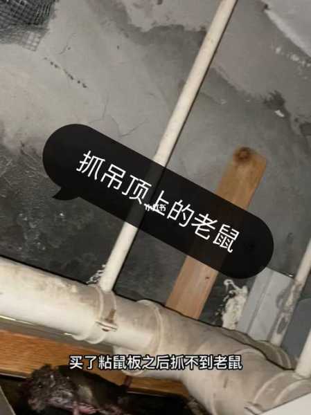 吊顶上有老鼠会不会掉下来：吊顶有老鼠怎么办