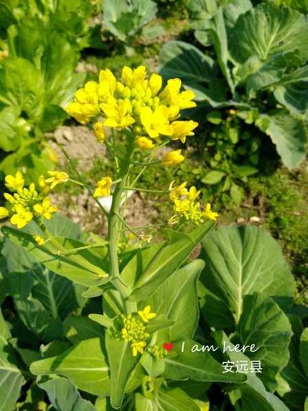 吃油菜花有什么好处和坏处：油菜花可以吃吗