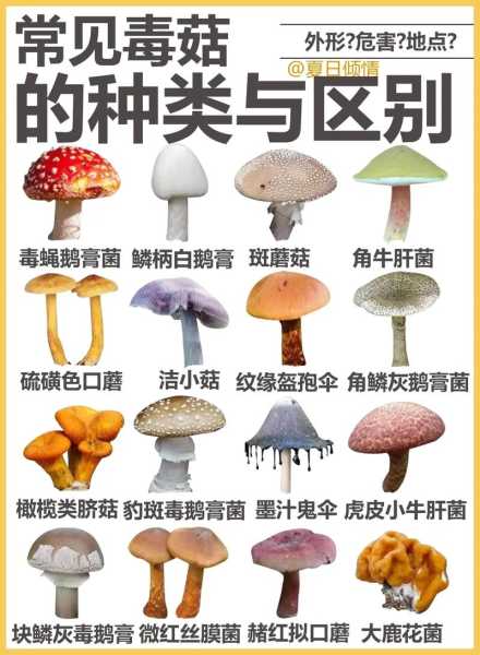 吃蘑菇有坏处吗：吃蘑菇有坏处吗图片