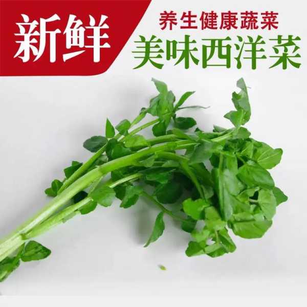 豆瓣菜经常食用它的好处有哪些：豆瓣菜是什么菜学名方言怎么说