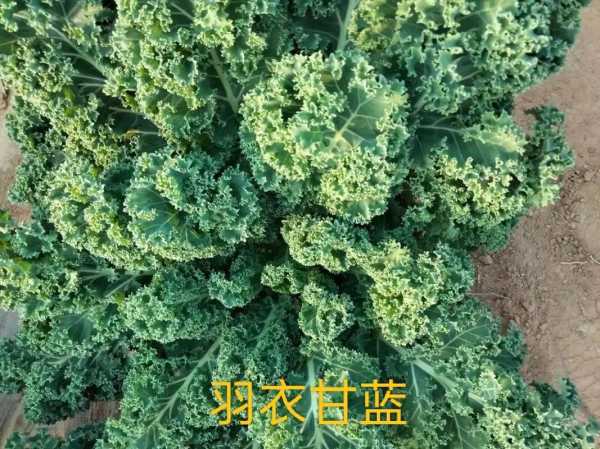 吃花的蔬菜有哪些名称：吃花的蔬菜有哪些名称和图片