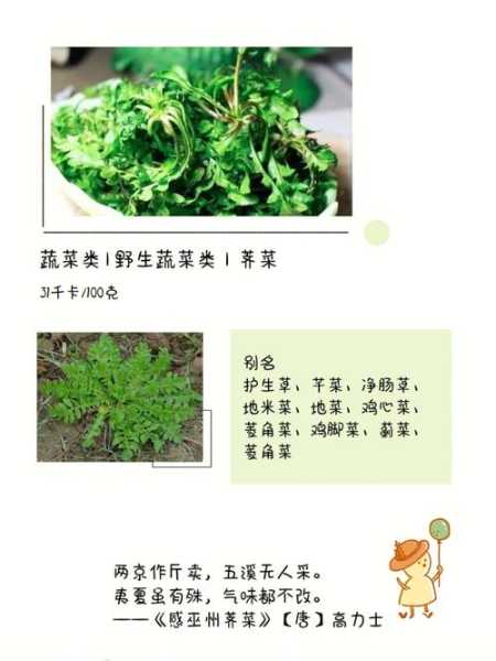 荠菜的功效与作用：大叶荠菜的功效与作用